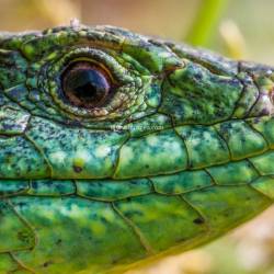 ANFIBIOS Y REPTILES