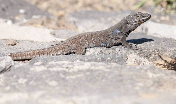 Lagarto tizon Gallotia galloti Tenerife