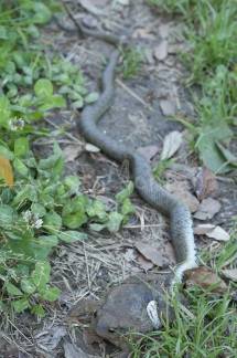 culebra comiendo sapo
