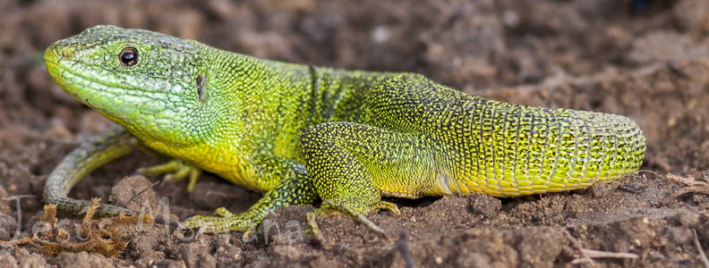 lagarto.verde