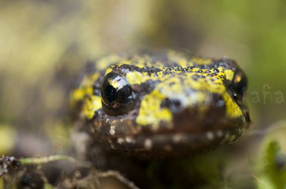 foto de triton en Cantabria