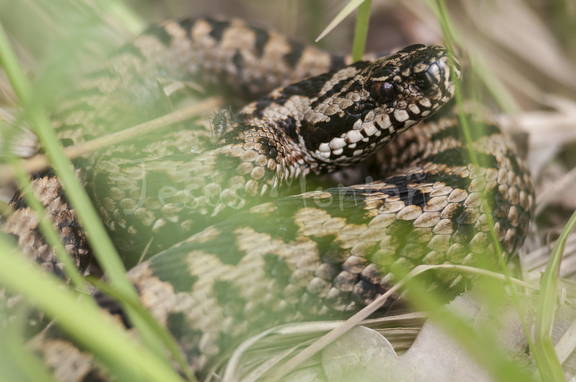 vibora.comun.Vipera.berus