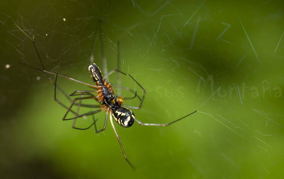 apareamiento araña