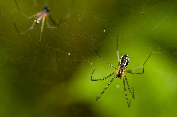 apareamiento.araña 2
