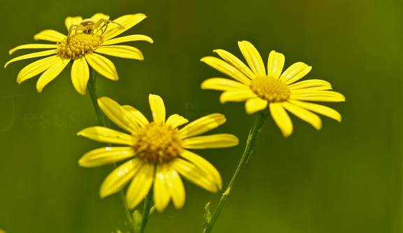 araña cangrejo.al.acecho2
