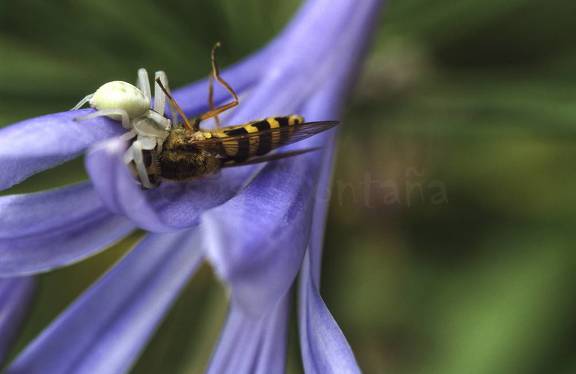 araña cangrejo con presa