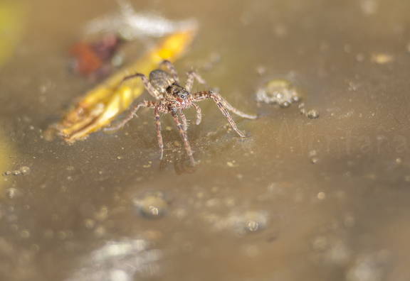 araña sobre.el.agua