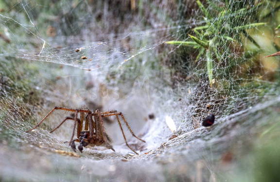 araña.sobre.su.tela