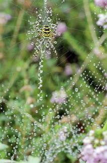 araña tigre o argiope