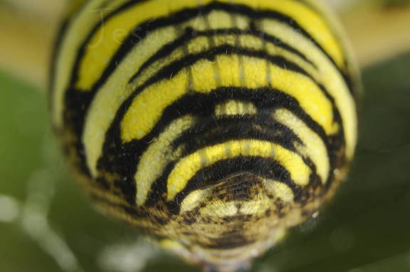 detalle de la araña tigre