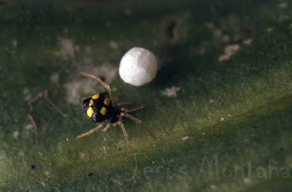 diminuta.araña1