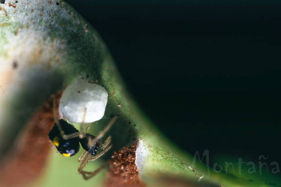 diminuta.araña 2