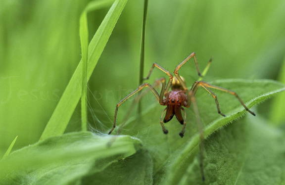 mandibulas de una araña