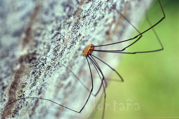 opilio común parecido a una araña 