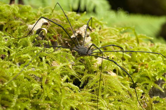 Opilio gigante en un bosque cántabro 