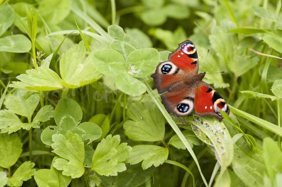 mariposa pavo real (Inachis io)