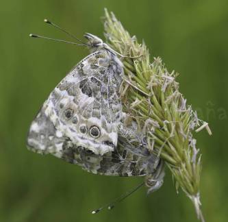 apareamiento de mariposas