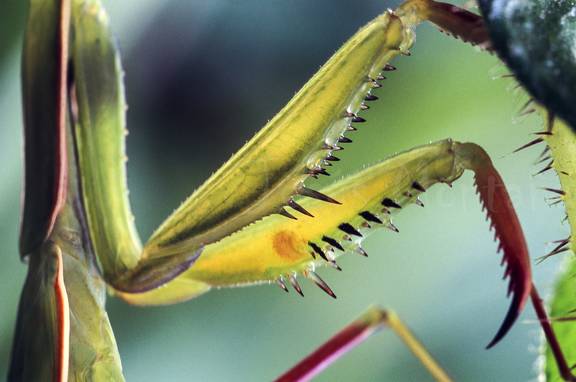 detalle de las patas de la santateresa,Mantis religiosa