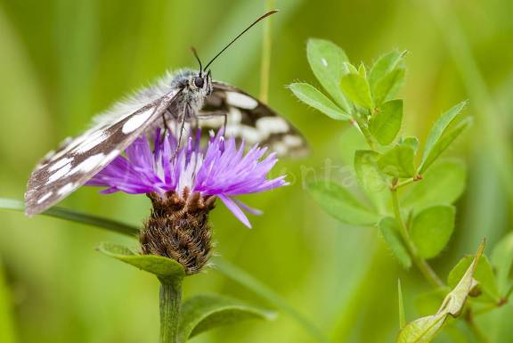 mariposa calentando sus alas al sol