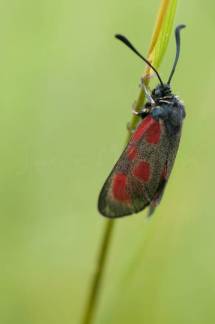 Zygaena 