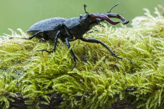 escarabajo ciervo volador, lucanus cervus