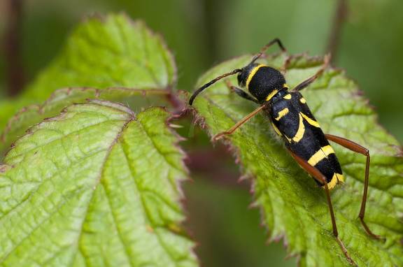 coleoptero imitando una avispa