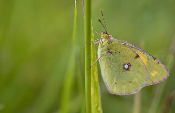 mariposa del genero colias