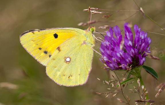 contraste de colores