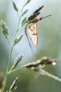efimera, insecto que vive 24 horas