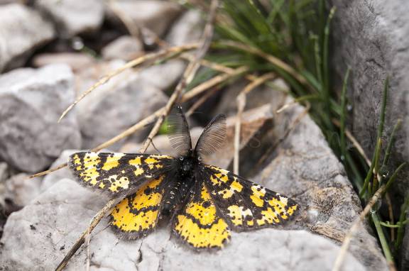mariposa activa en invierno, picos de europa,Eurranthis plummistaria
