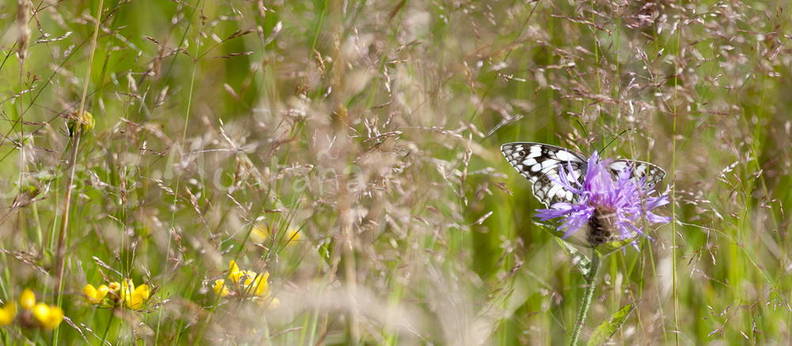 medioluto norteña (Melanargia galathea)