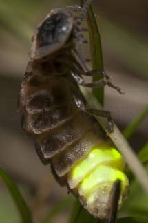 Luciernaga hembra, luciola lusitanica, en el suelo