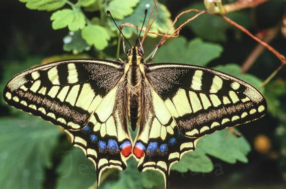 macaon alas abiertas