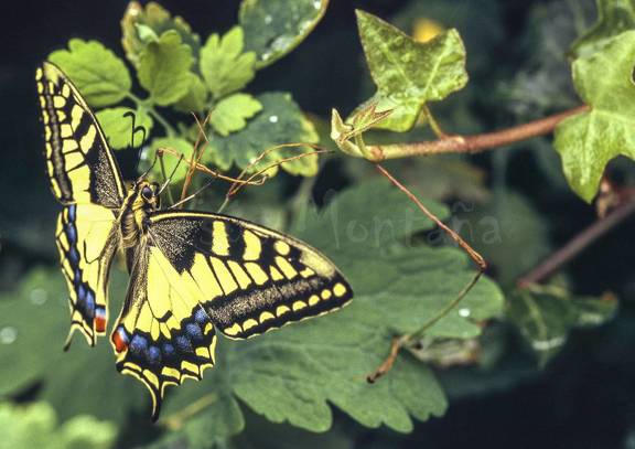 mariposa macaon, papilio machaon
