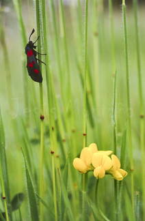Zygaena,mariposa y flor