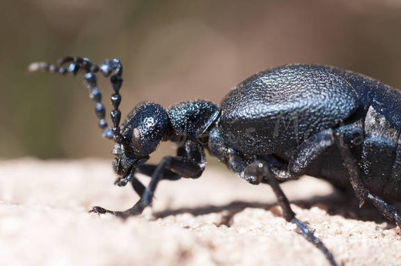 esacarabajo aceitera, meloe proscarabaeus