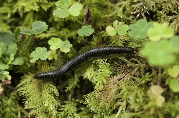 Ciempies y milpies, miriapodos