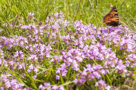 nymphalidae y nectar