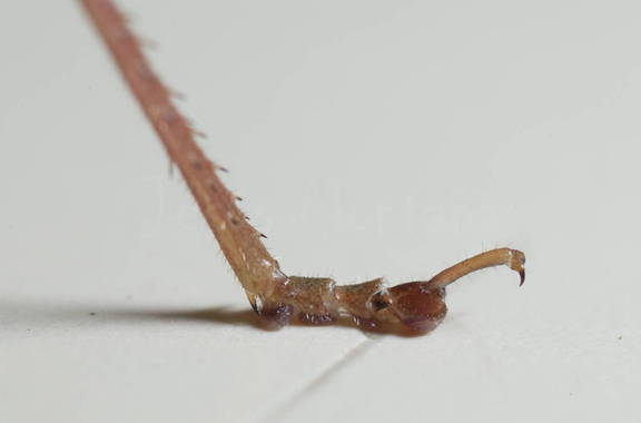 detalle pata de saltamontes