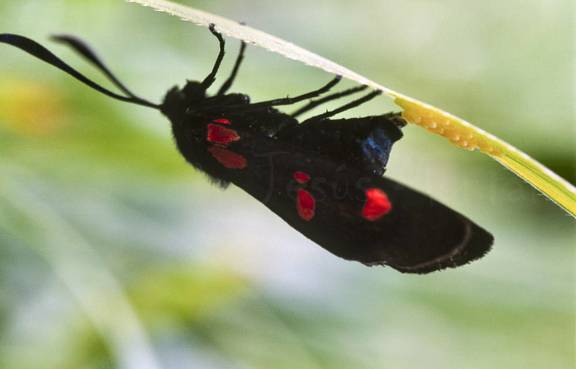 Zygaena poniendo huevos