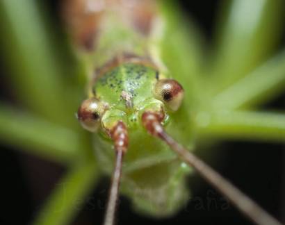 detalle cabeza de un saltamontes