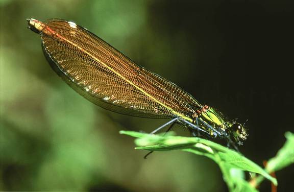caballito del diablo,odonata,zigópteros 