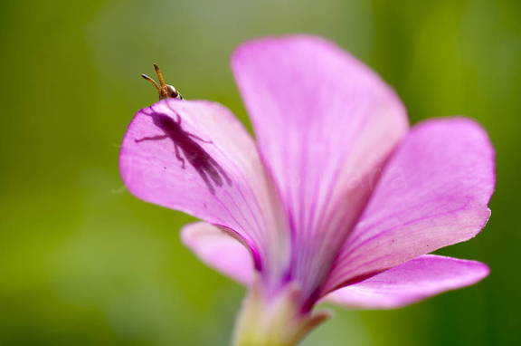 sombra de saltamontes