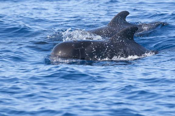 calderones tropicales