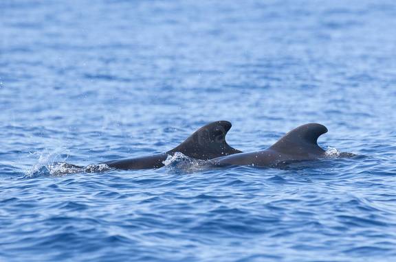 calderones tropicales
