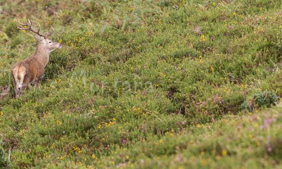 ciervo en su ambiente