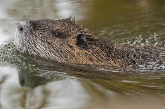 coipo (Myocastor coypus) en europa y nadando