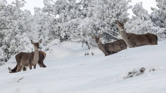 corzos en la nieve