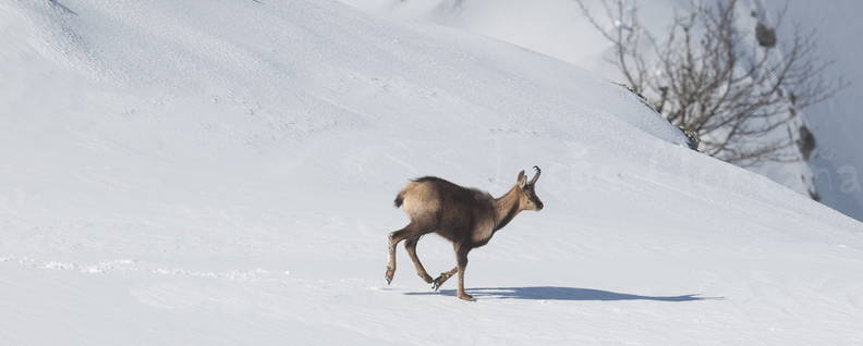 Rebeco en Picos de Europa nevados