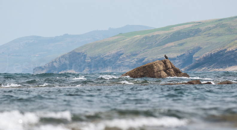 Cormoran en su entorno costero cantabro